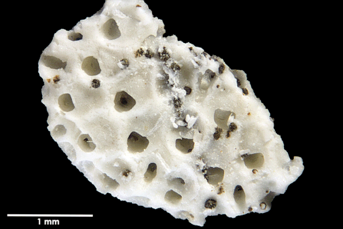 Senckenberg, Bryozoa, Bryozoen, Moostierchen, Sammlung Voigt