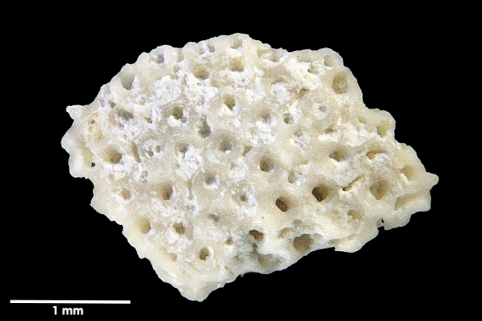 Senckenberg, Bryozoa, Bryozoen, Moostierchen, Sammlung Voigt