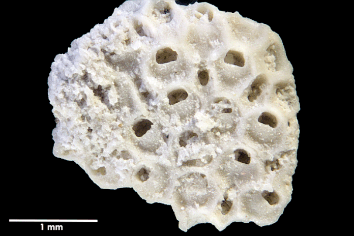 Senckenberg, Bryozoa, Bryozoen, Moostierchen, Sammlung Voigt