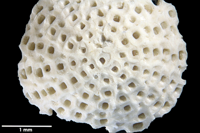 Senckenberg, Bryozoa, Bryozoen, Moostierchen, Sammlung Voigt