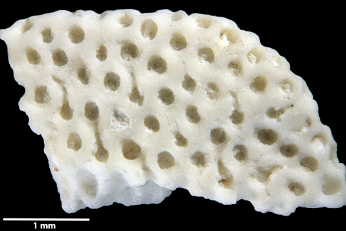 Senckenberg, Bryozoa, Bryozoen, Moostierchen, Sammlung Voigt