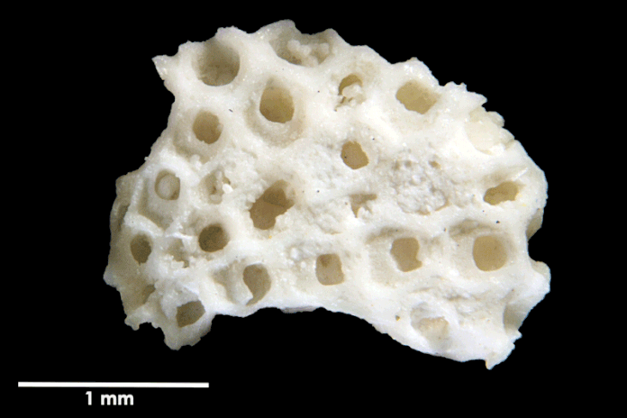 Senckenberg, Bryozoa, Bryozoen, Moostierchen, Sammlung Voigt