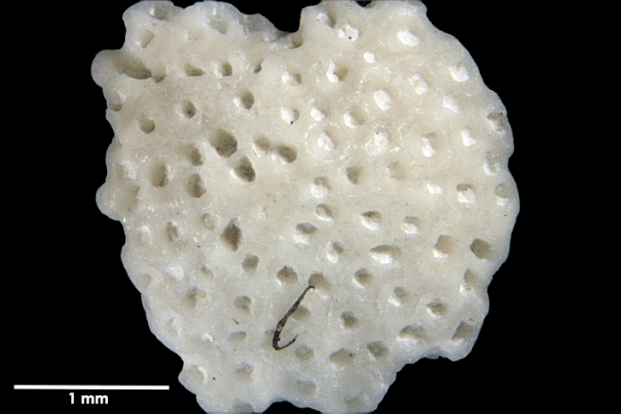 Senckenberg, Bryozoa, Bryozoen, Moostierchen, Sammlung Voigt