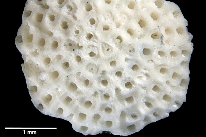 Senckenberg, Bryozoa, Bryozoen, Moostierchen, Sammlung Voigt