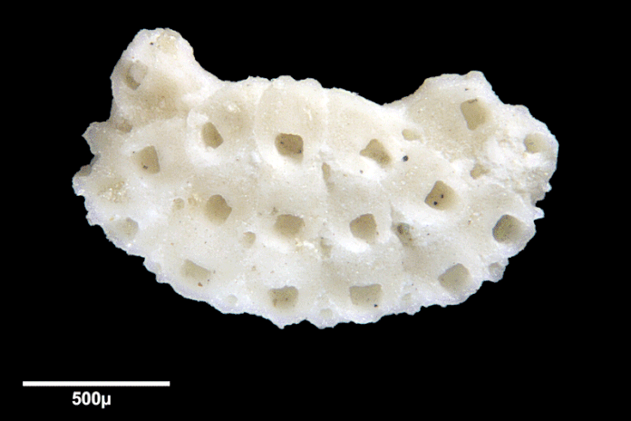 Senckenberg, Bryozoa, Bryozoen, Moostierchen, Sammlung Voigt