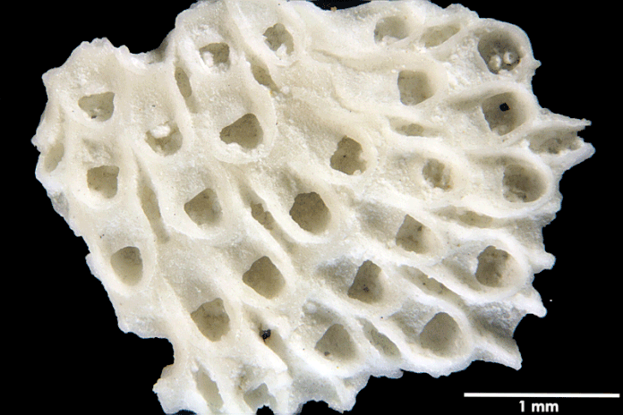 Senckenberg, Bryozoa, Bryozoen, Moostierchen, Sammlung Voigt