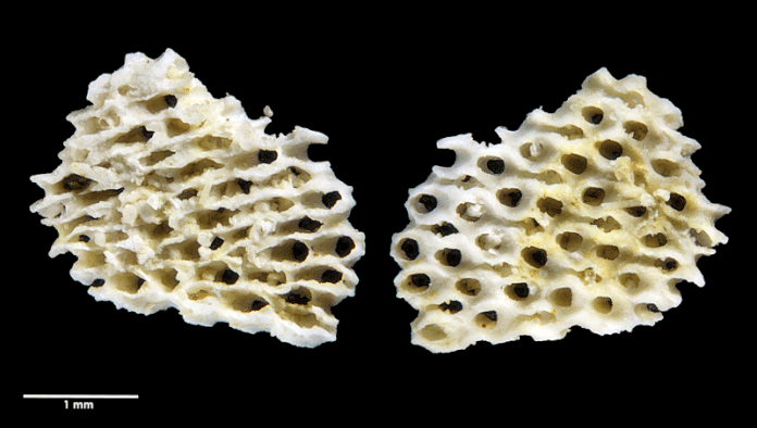 Senckenberg, Bryozoa, Bryozoen, Moostierchen, Sammlung Voigt