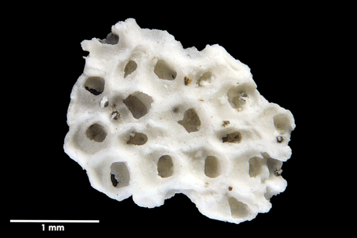 Senckenberg, Bryozoa, Bryozoen, Moostierchen, Sammlung Voigt