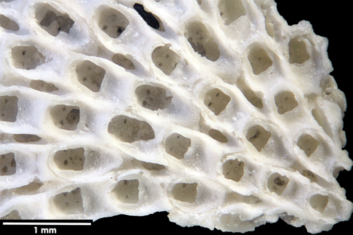 Senckenberg, Bryozoa, Bryozoen, Moostierchen, Sammlung Voigt