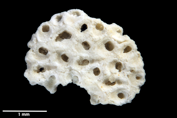 Senckenberg, Bryozoa, Bryozoen, Moostierchen, Sammlung Voigt