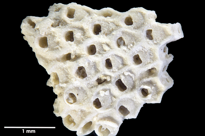 Senckenberg, Bryozoa, Bryozoen, Moostierchen, Sammlung Voigt