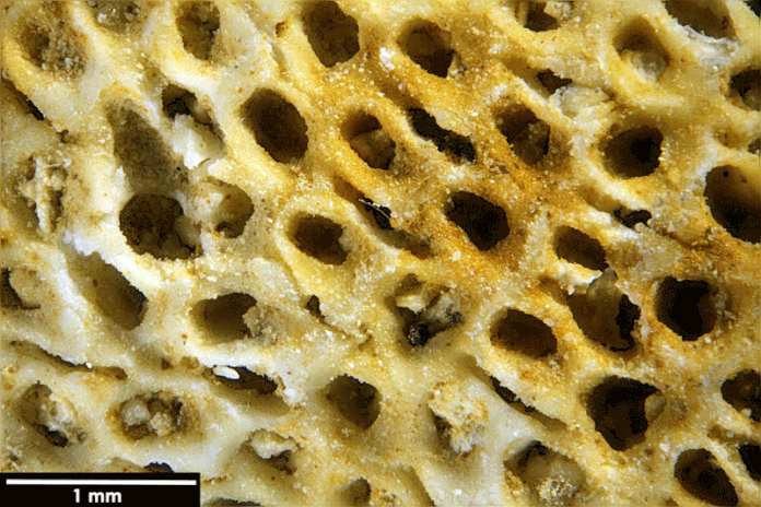 Senckenberg, Bryozoa, Bryozoen, Moostierchen, Sammlung Voigt