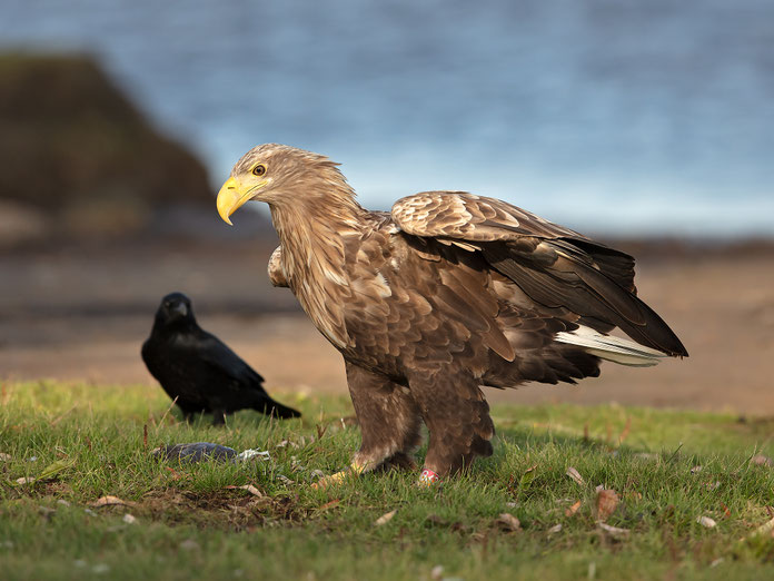 Seeadler neben einer Rabenkrähe