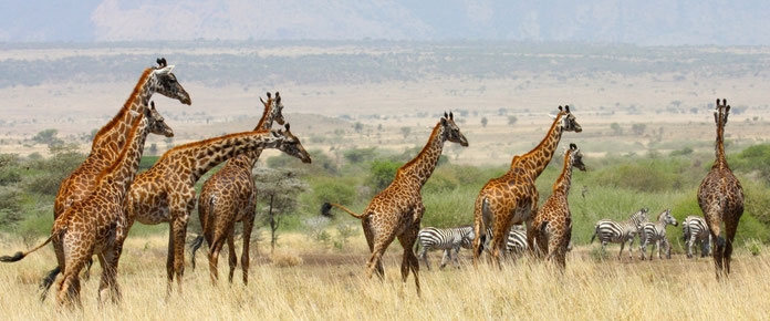 Giraffe del Kilimanjaro