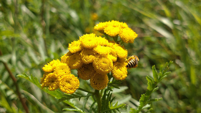Rainfarn mit Seidenbiene
