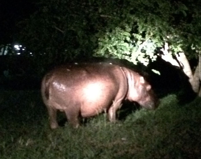 Weltreise Reiseblog Südafrika St. Lucia iSimangaliso Wetland Nationalpark Turtels Night Safari