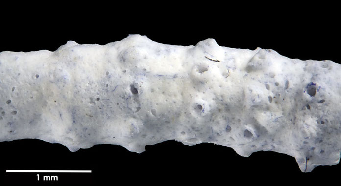 Senckenberg, Bryozoa, Bryozoen, Moostierchen, Sammlung Voigt