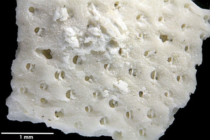 Senckenberg, Bryozoa, Bryozoen, Moostierchen, Sammlung Voigt