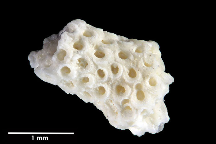 Senckenberg, Bryozoa, Bryozoen, Moostierchen, Sammlung Voigt