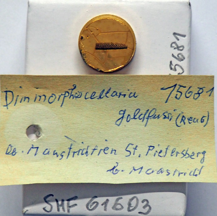 Senckenberg, Bryozoa, Bryozoen, Moostierchen, Sammlung Voigt