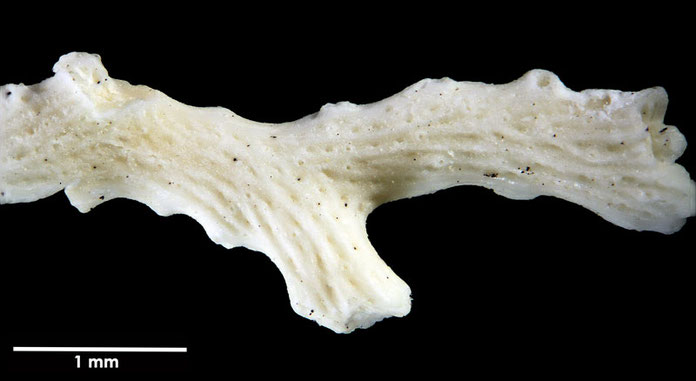 Senckenberg, Bryozoa, Bryozoen, Moostierchen, Sammlung Voigt