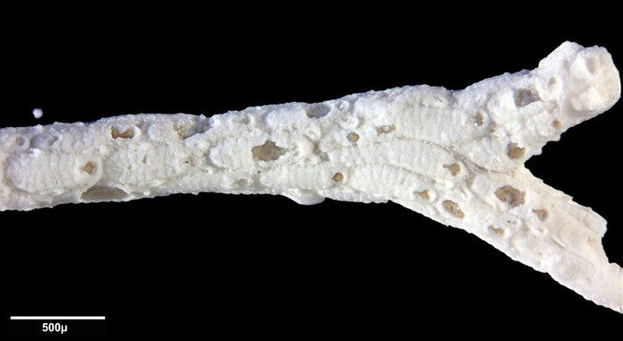 Senckenberg, Bryozoa, Bryozoen, Moostierchen, Sammlung Voigt