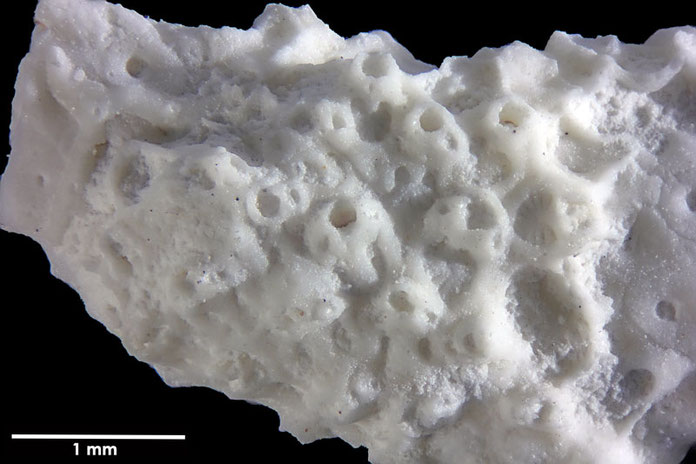 Senckenberg, Bryozoa, Bryozoen, Moostierchen, Sammlung Voigt