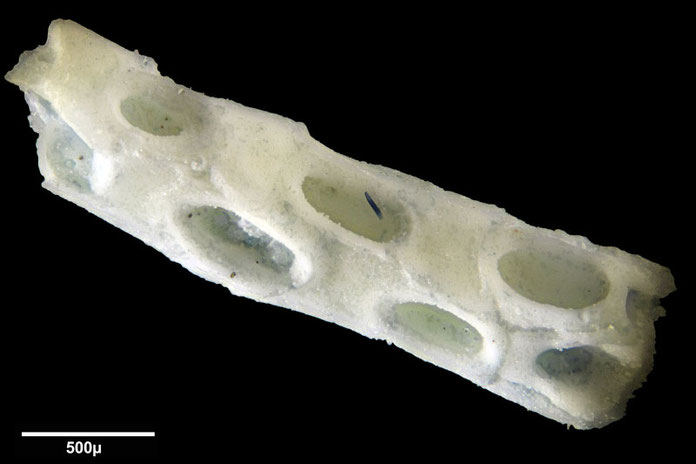 Senckenberg, Bryozoa, Bryozoen, Moostierchen, Sammlung Voigt