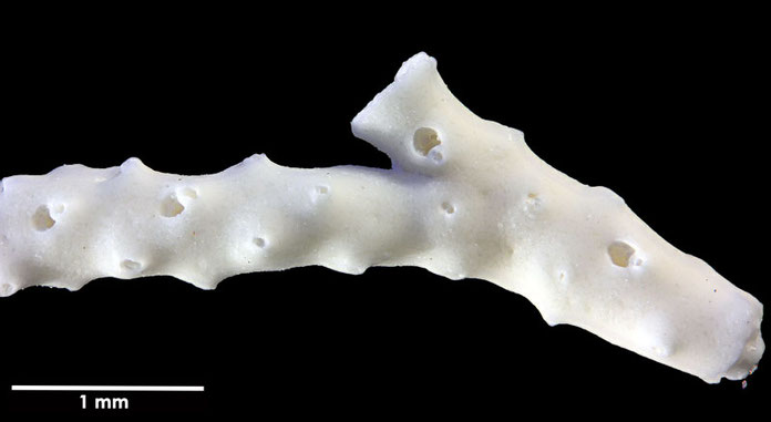 Senckenberg, Bryozoa, Bryozoen, Moostierchen, Sammlung Voigt