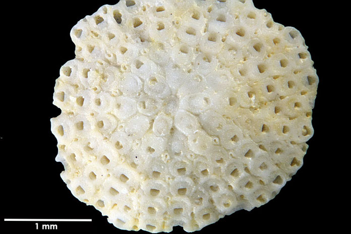 Senckenberg, Bryozoa, Bryozoen, Moostierchen, Sammlung Voigt