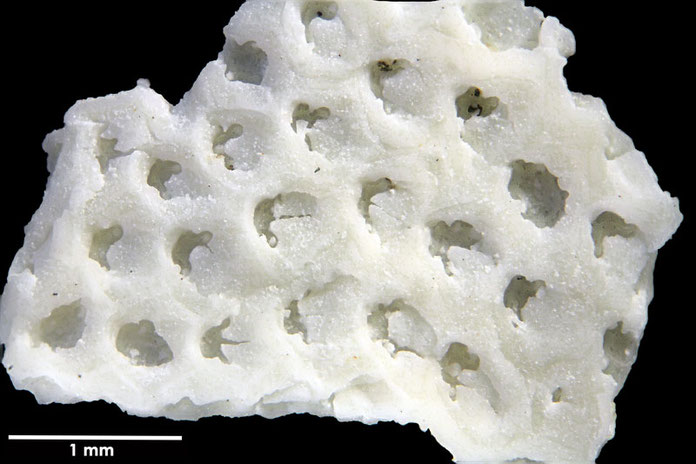 Senckenberg, Bryozoa, Bryozoen, Moostierchen, Sammlung Voigt