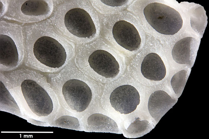 Senckenberg, Bryozoa, Bryozoen, Moostierchen, Sammlung Voigt