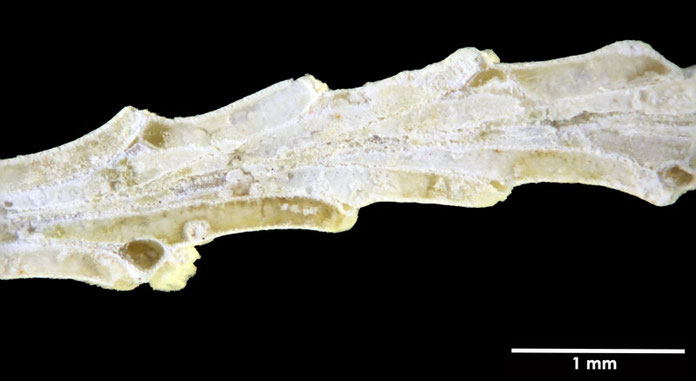 Senckenberg, Bryozoa, Bryozoen, Moostierchen, Sammlung Voigt