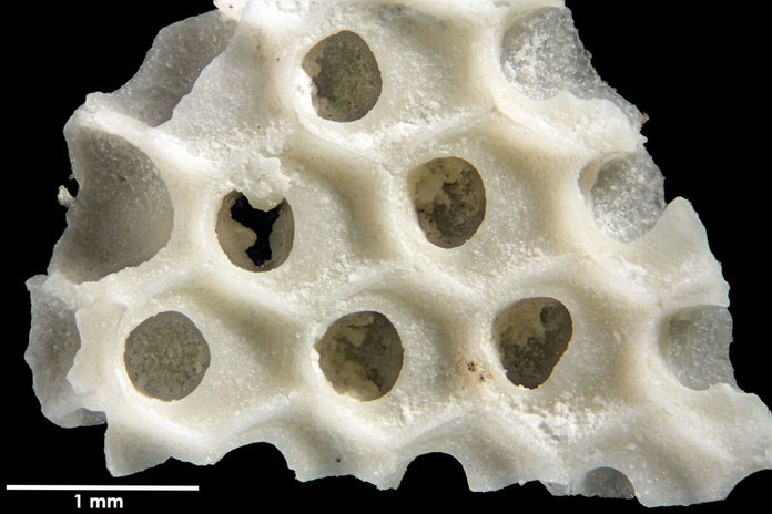 Senckenberg, Bryozoa, Bryozoen, Moostierchen, Sammlung Voigt