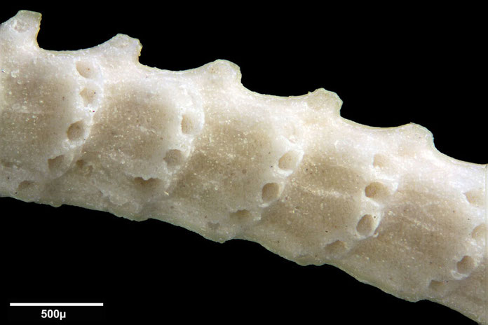 Senckenberg, Bryozoa, Bryozoen, Moostierchen, Sammlung Voigt