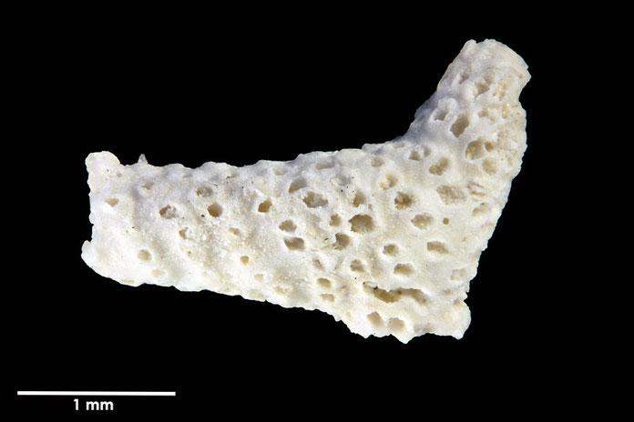 Senckenberg, Bryozoa, Bryozoen, Moostierchen, Sammlung Voigt