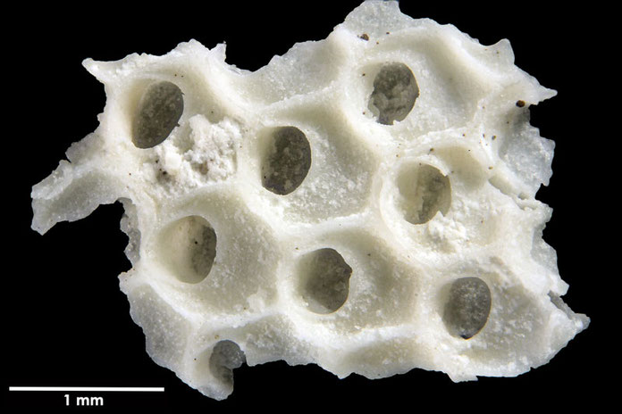 Senckenberg, Bryozoa, Bryozoen, Moostierchen, Sammlung Voigt