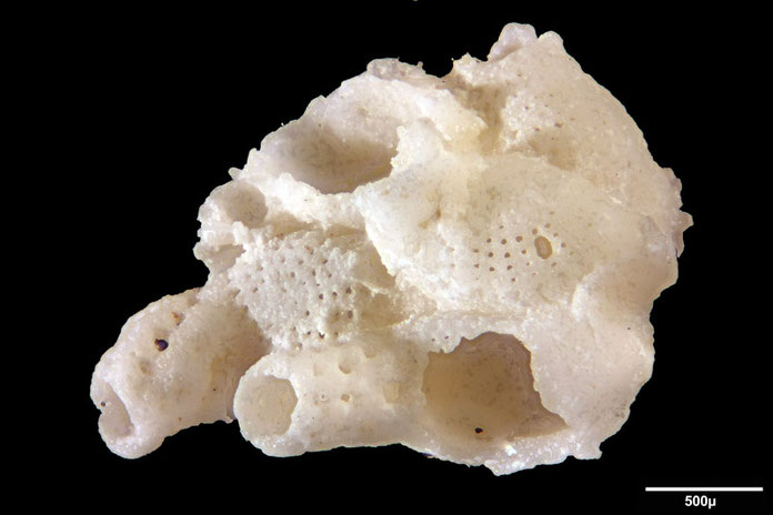 Senckenberg, Bryozoa, Bryozoen, Moostierchen, Sammlung Voigt