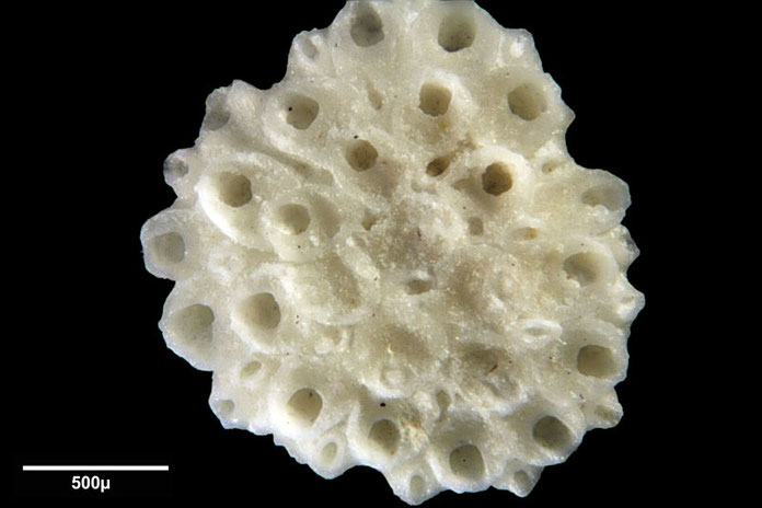 Senckenberg, Bryozoa, Bryozoen, Moostierchen, Sammlung Voigt