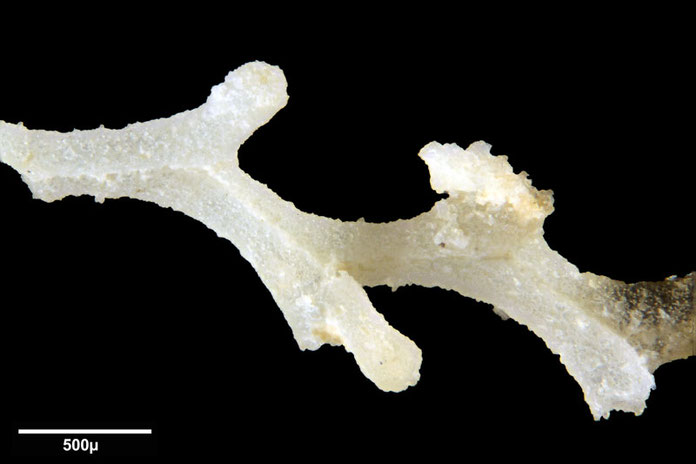 Senckenberg, Bryozoa, Bryozoen, Moostierchen, Sammlung Voigt
