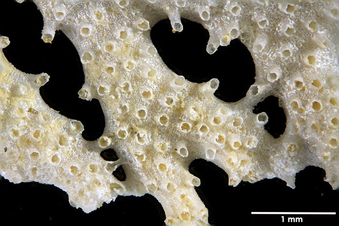 Senckenberg, Bryozoa, Bryozoen, Moostierchen, Sammlung Voigt