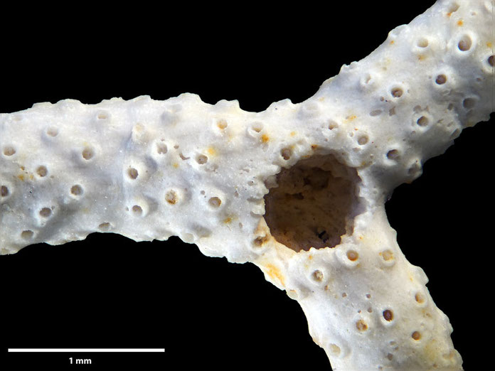 Senckenberg, Bryozoa, Bryozoen, Moostierchen, Sammlung Voigt