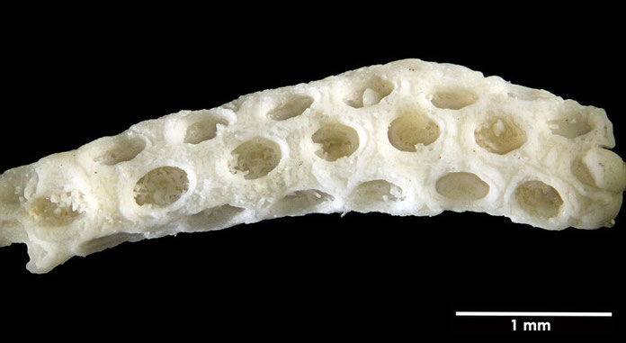 Senckenberg, Bryozoa, Bryozoen, Moostierchen, Sammlung Voigt