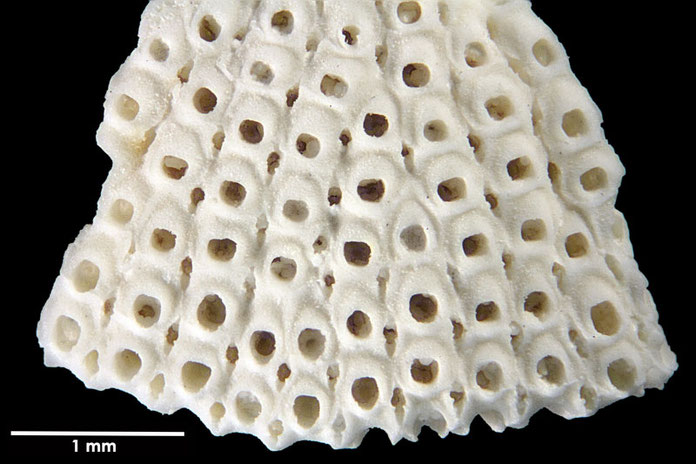 Senckenberg, Bryozoa, Bryozoen, Moostierchen, Sammlung Voigt