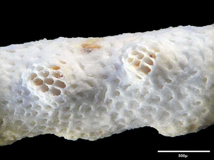 Senckenberg, Bryozoa, Bryozoen, Moostierchen, Sammlung Voigt