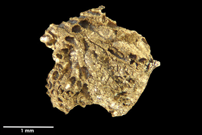 Senckenberg, Bryozoa, Bryozoen, Moostierchen, Sammlung Voigt