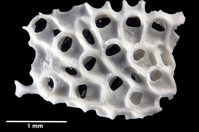 Senckenberg, Bryozoa, Bryozoen, Moostierchen, Sammlung Voigt