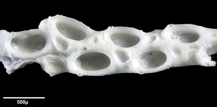 Senckenberg, Bryozoa, Bryozoen, Moostierchen, Sammlung Voigt