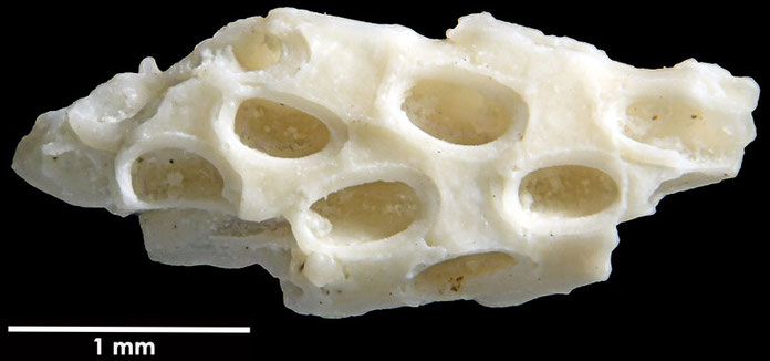 Senckenberg, Bryozoa, Bryozoen, Moostierchen, Sammlung Voigt