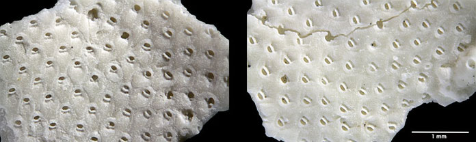 Senckenberg, Bryozoa, Bryozoen, Moostierchen, Sammlung Voigt